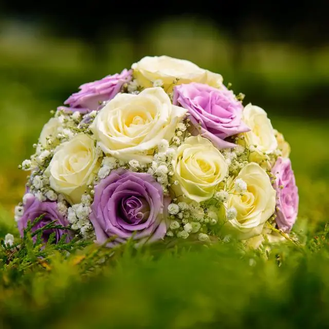 Cream and lilac rose dome