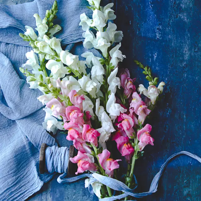 Snapdragon bunch with ribbon