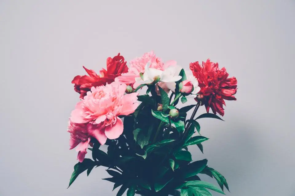 Flowers that say it for you