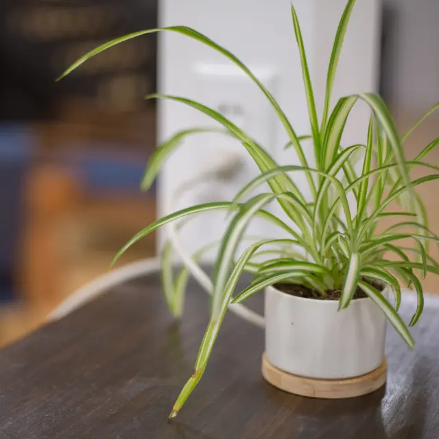 Spider plant in white pot