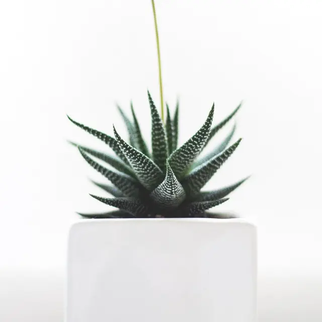Zebra haworthia
