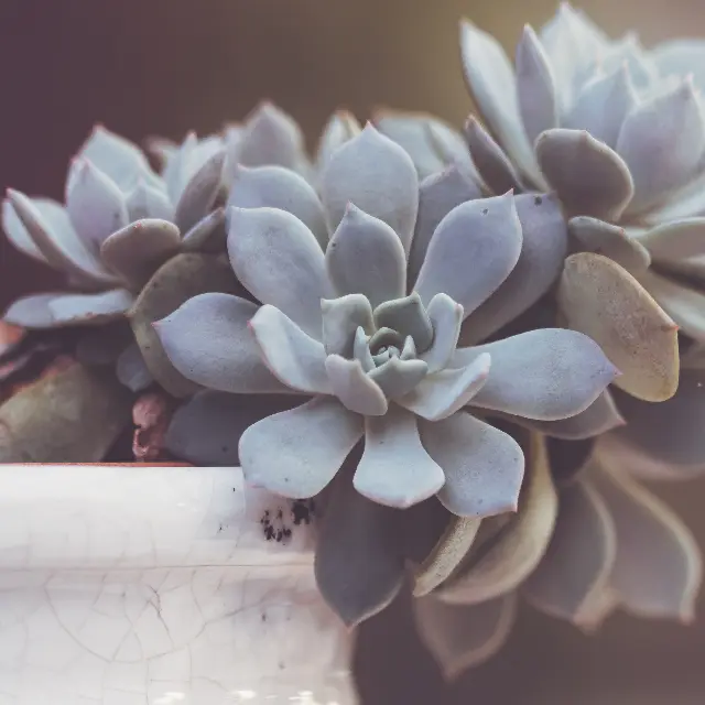 Grey echeveria planter