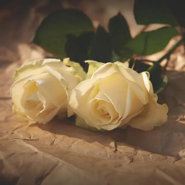 Cream rose pair