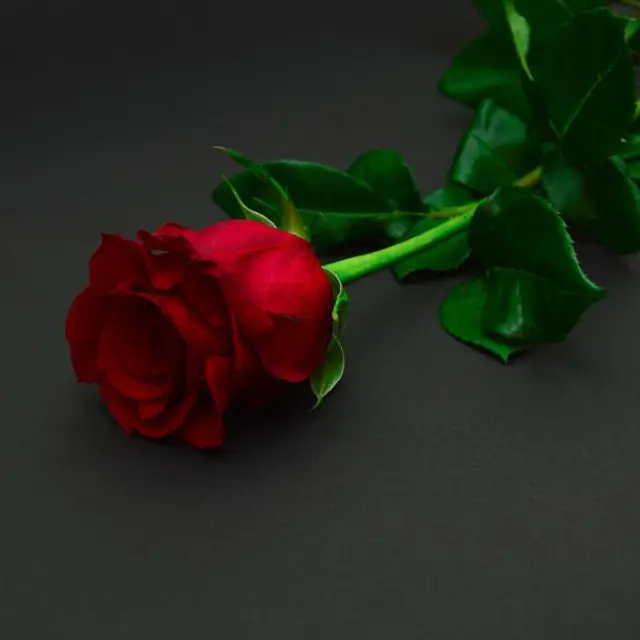 Single red rose