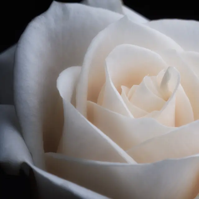 White rose