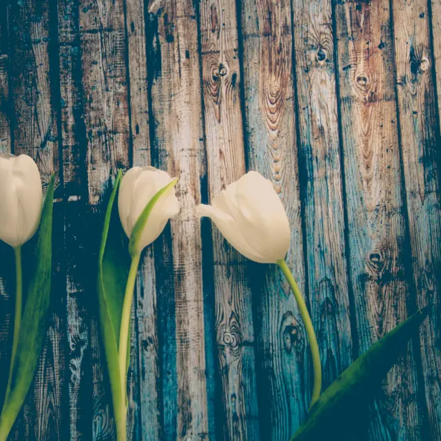 White tulip stems
