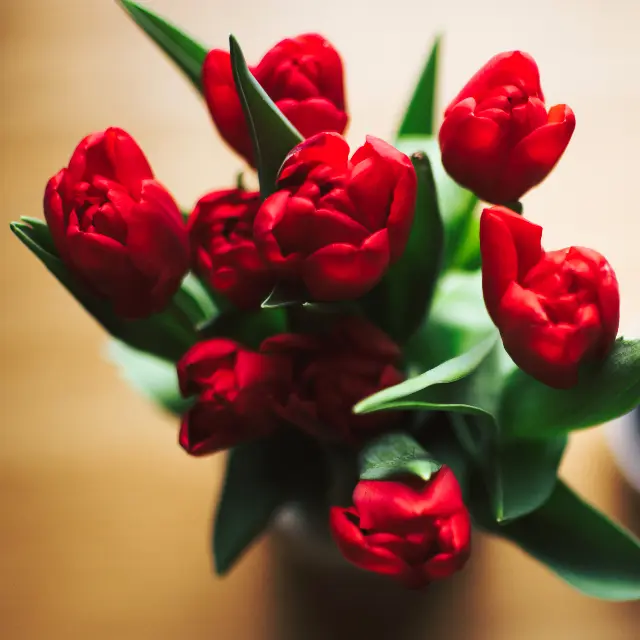 Red tulip bunch