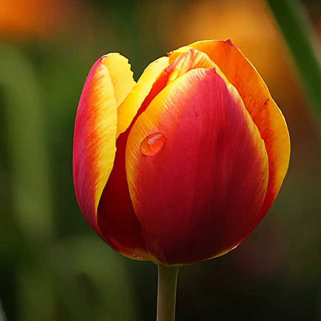 Red and yellow tulip
