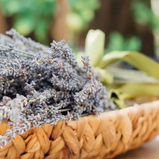 Dried lavender