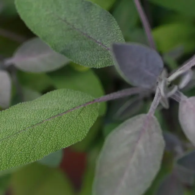Sage leaves