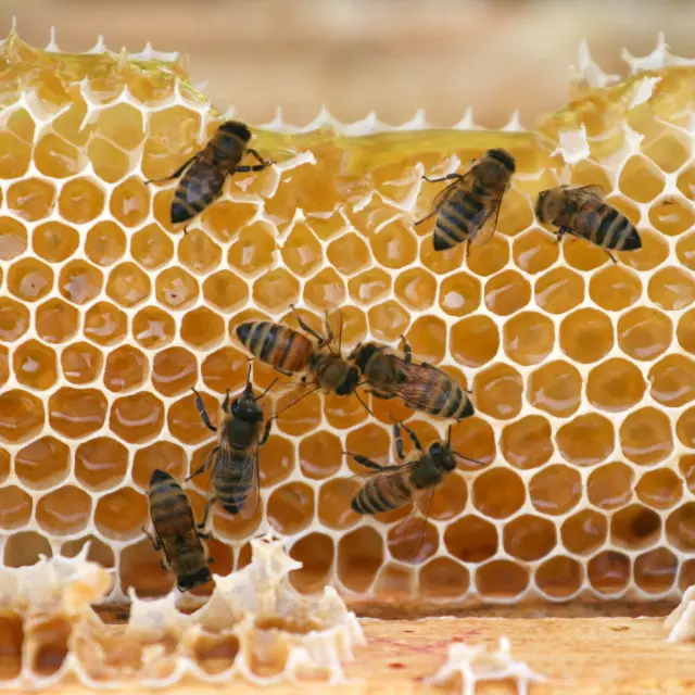 Honeycomb