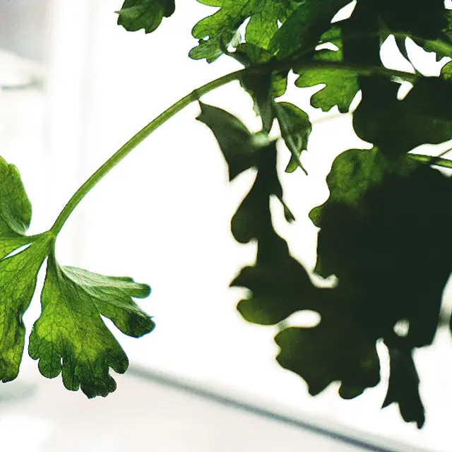 Parsley