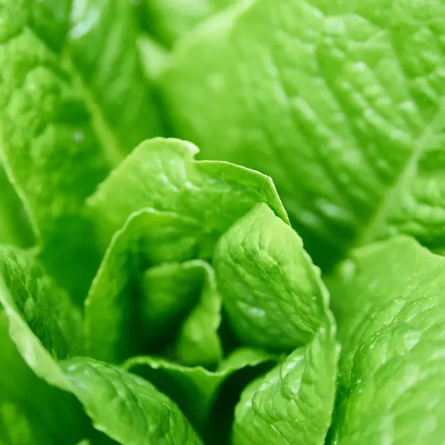 Romaine lettuce